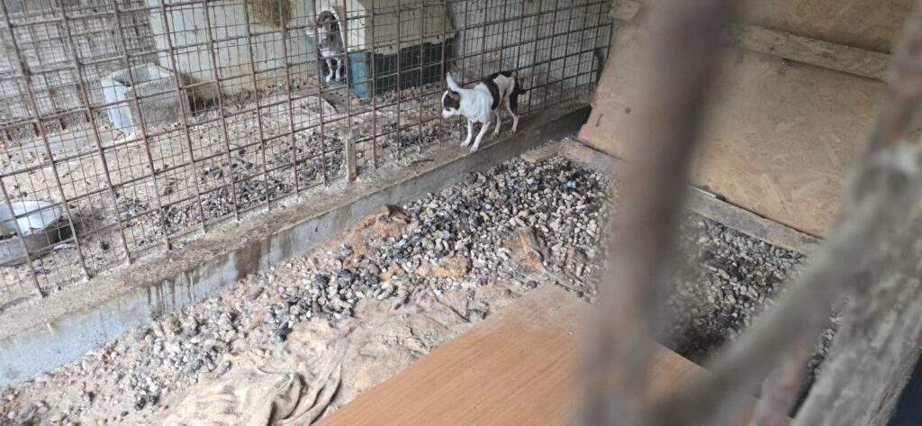 lager cani a Taormina