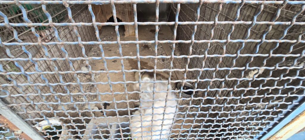 lager cani a Taormina