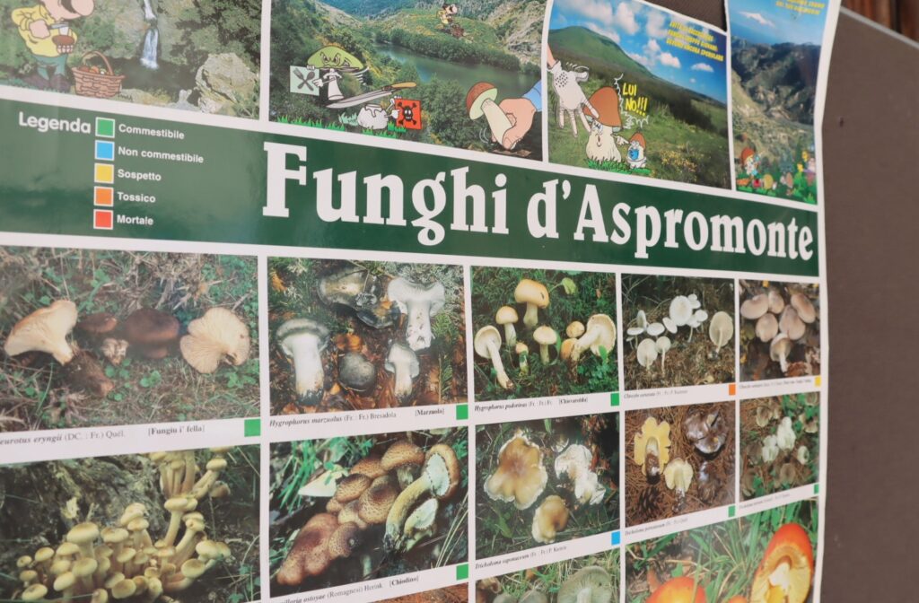mostra micologica con varie specie di funghi