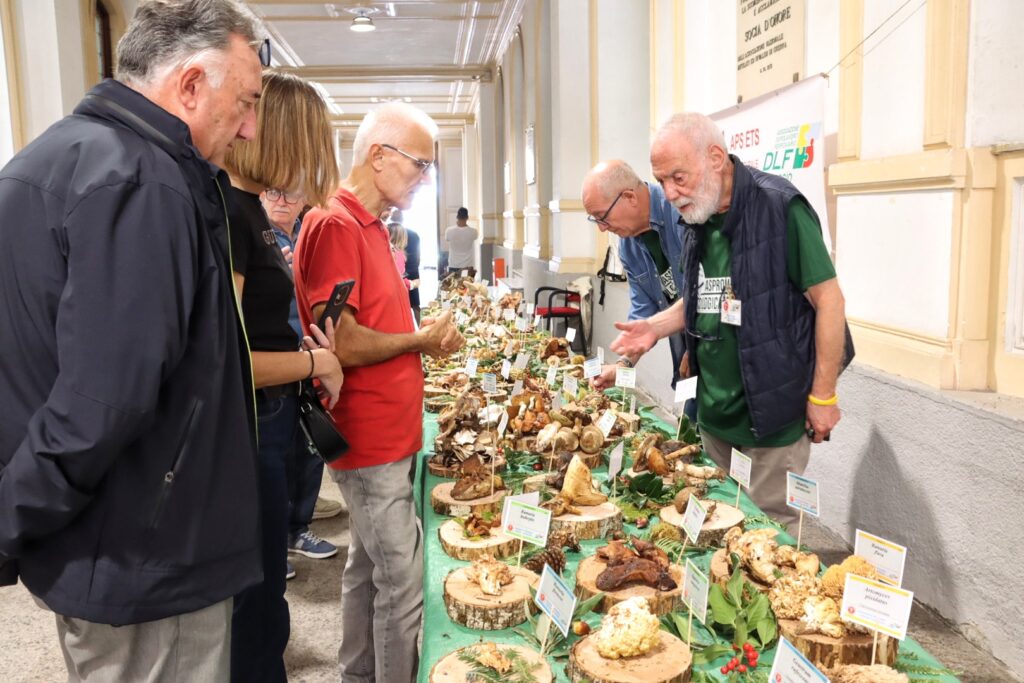 mostra micologica con varie specie di funghi