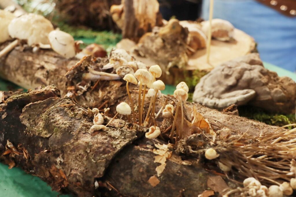 mostra micologica con varie specie di funghi