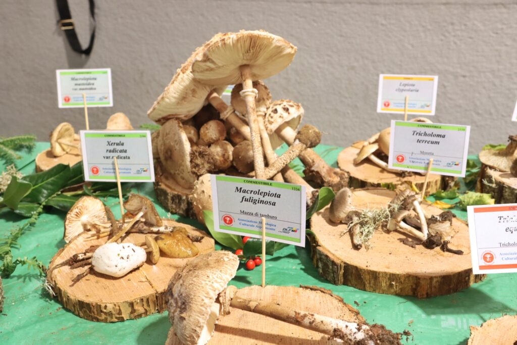mostra micologica con varie specie di funghi