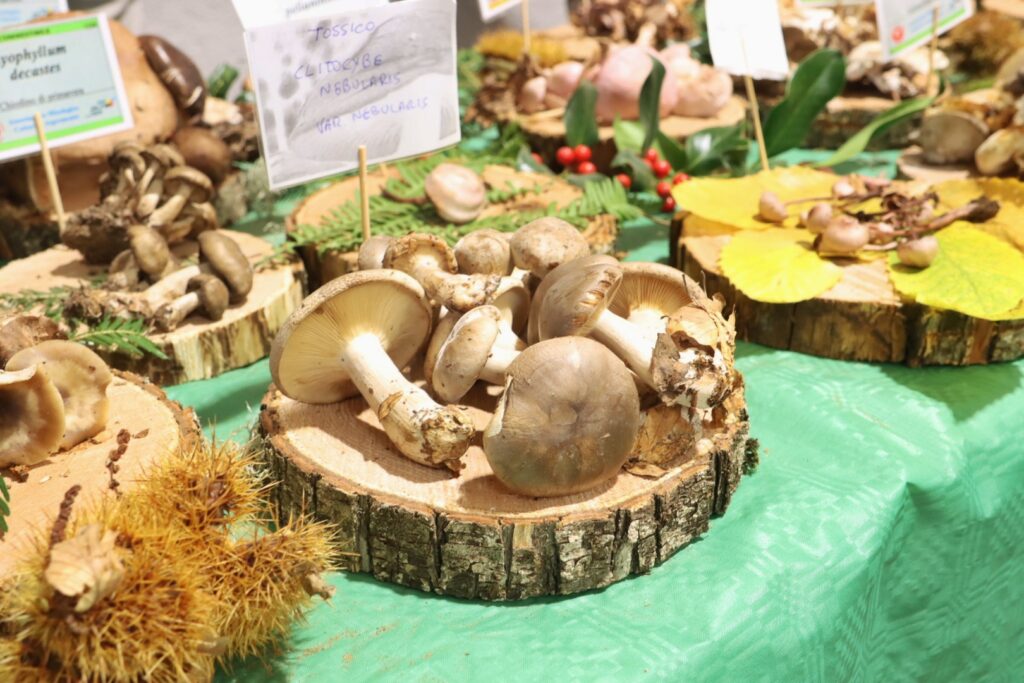 mostra micologica con varie specie di funghi