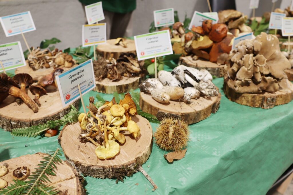 mostra micologica con varie specie di funghi