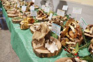 mostra micologica con varie specie di funghi