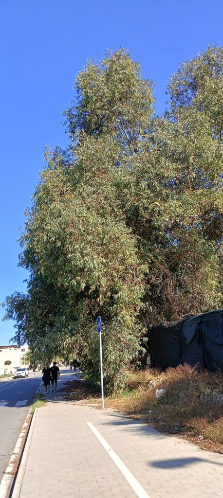 rami pericolosi parco lineare sud