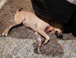 varapodio cane morto