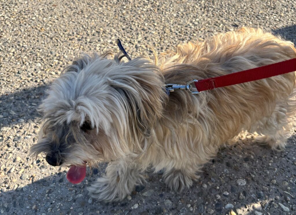 cane smarrito