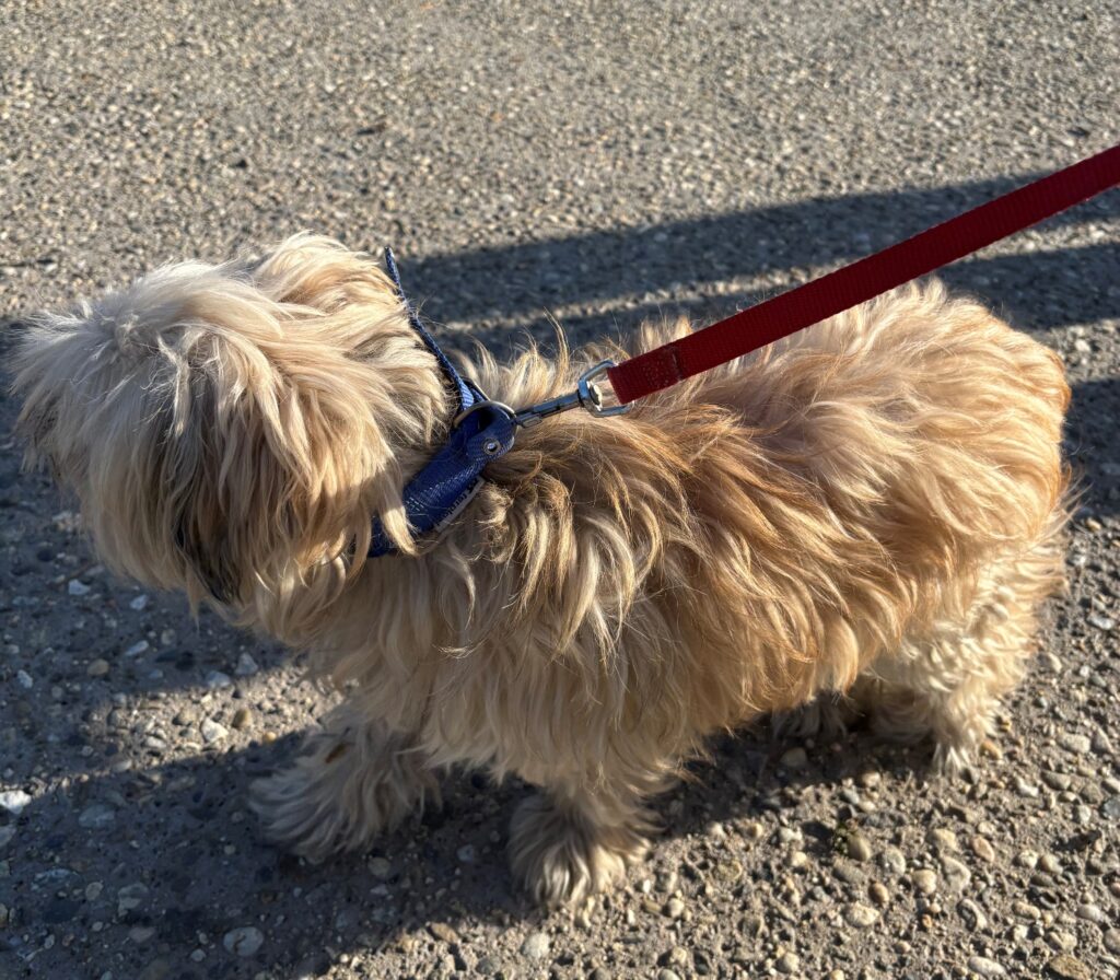 cane smarrito