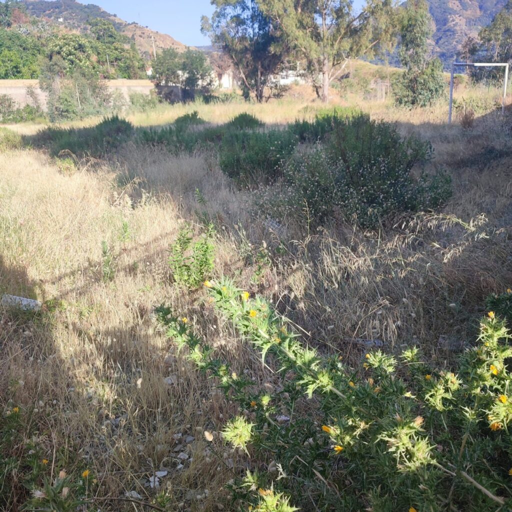 Mosorrofa