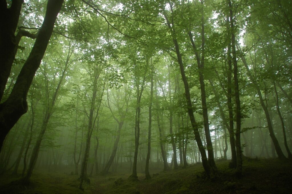 aspromonte