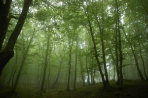 aspromonte