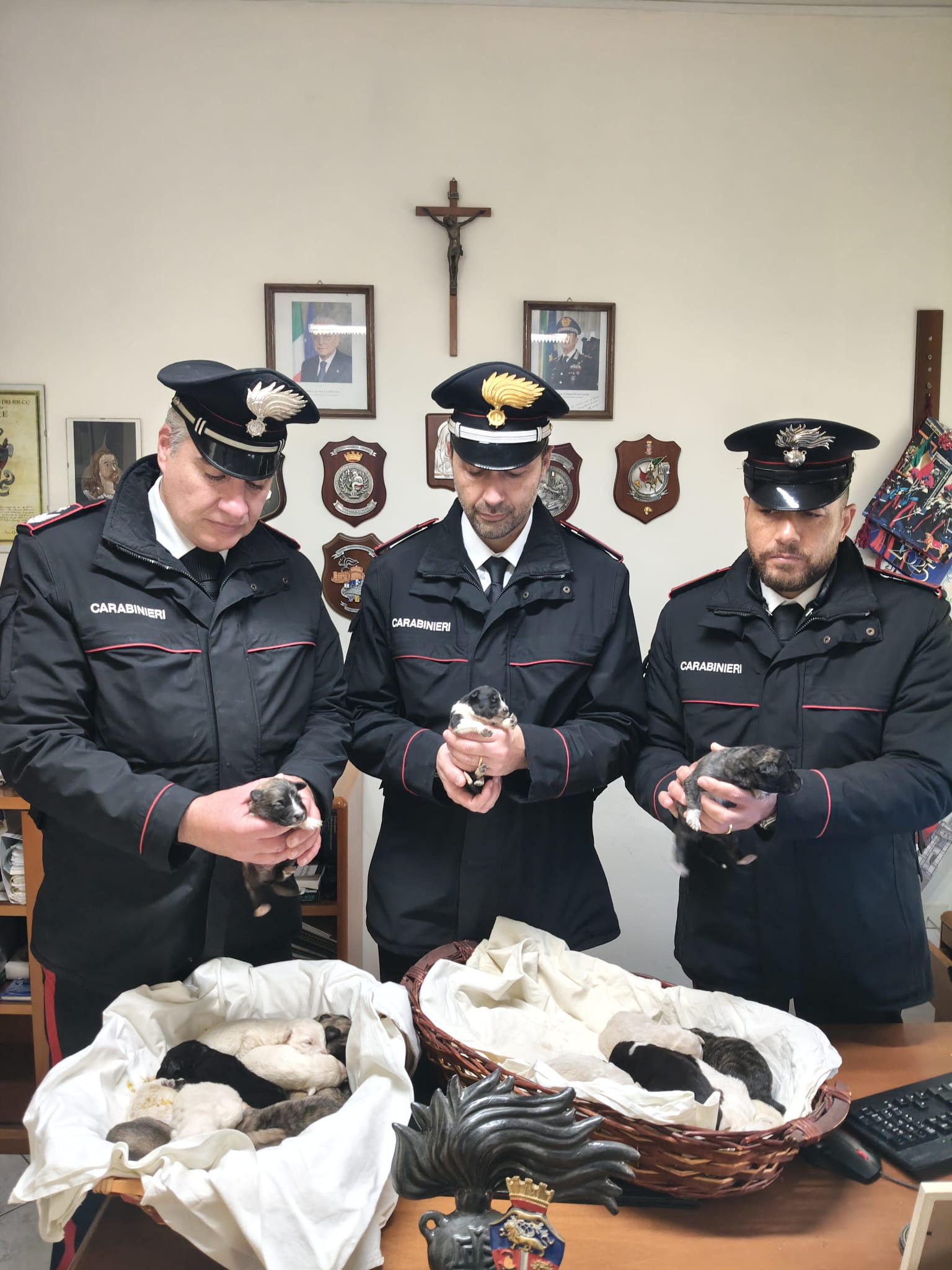 cagnolini carabinieri