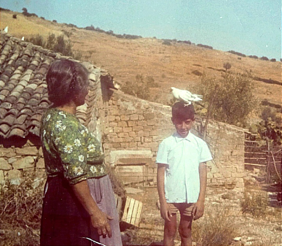 marrapodi