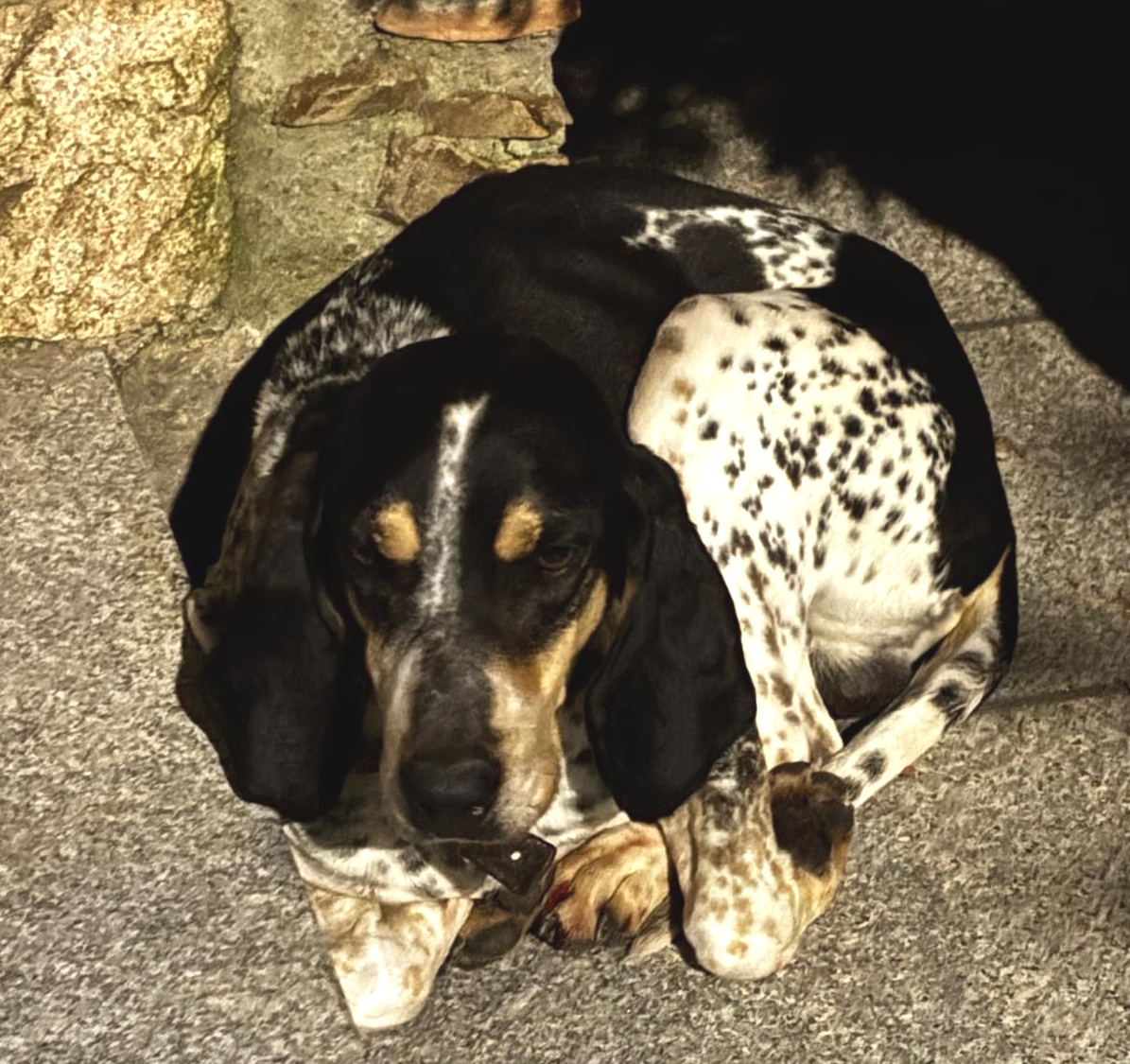 salvataggio cani smarriti in Sila