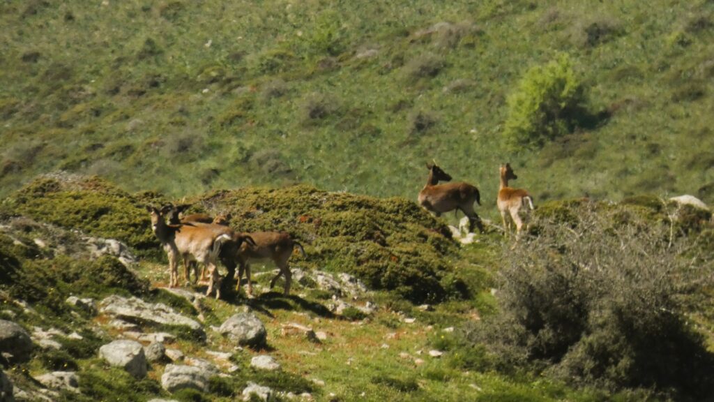 wwf sicilia orientale