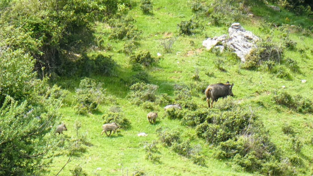 wwf sicilia orientale