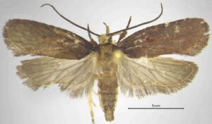 Agonopterix calavrisella