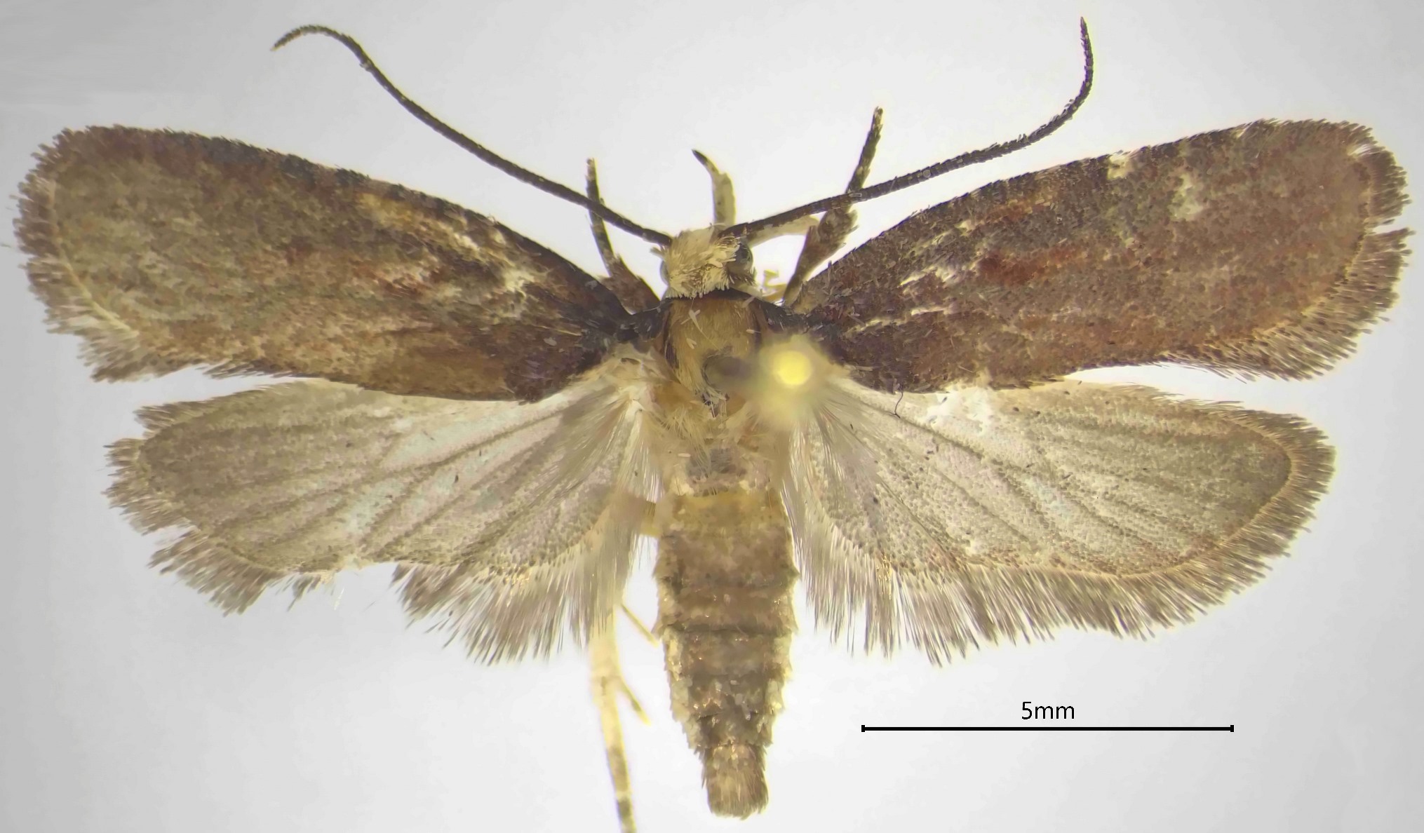Agonpterix calavrisella recto