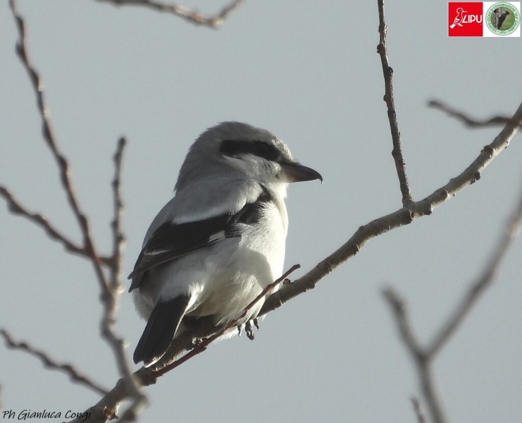 Averla maggiore_PNSila