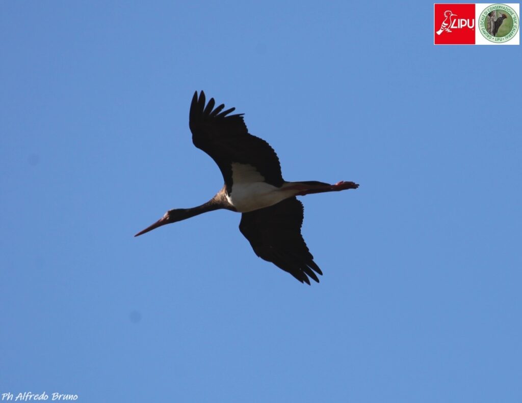 Cicogna nera_PNSila