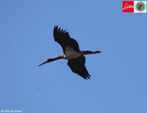 Cicogna nera_PNSila