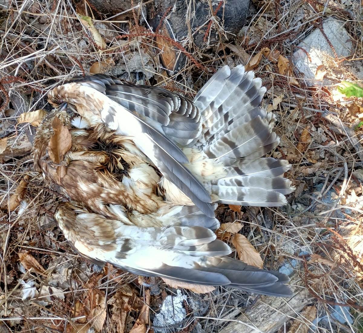Falco pecchiaiolo ucciso a Motta