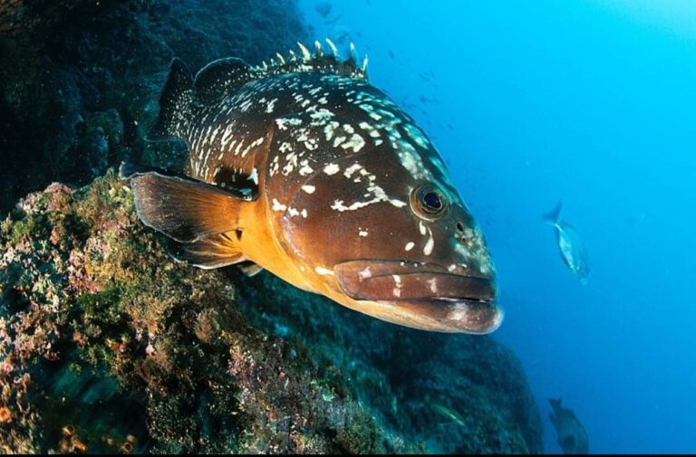 Parchi marini, Montuoro: “la Regione Calabria sta scrivendo nuova stagione turistica ed economica della eco-sostenibilità”