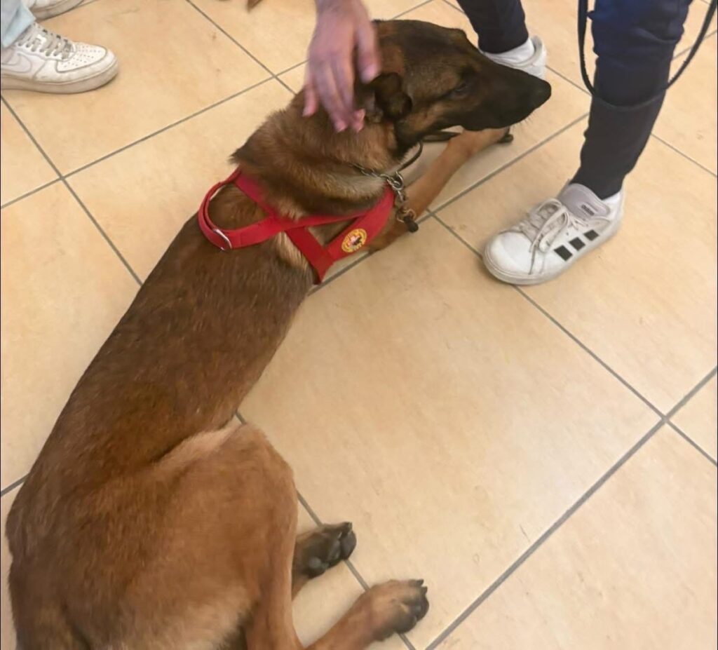 Pet Therapy