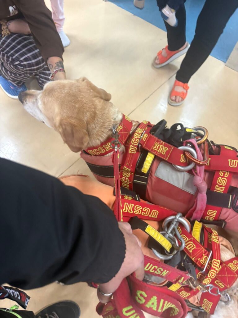 Pet Therapy