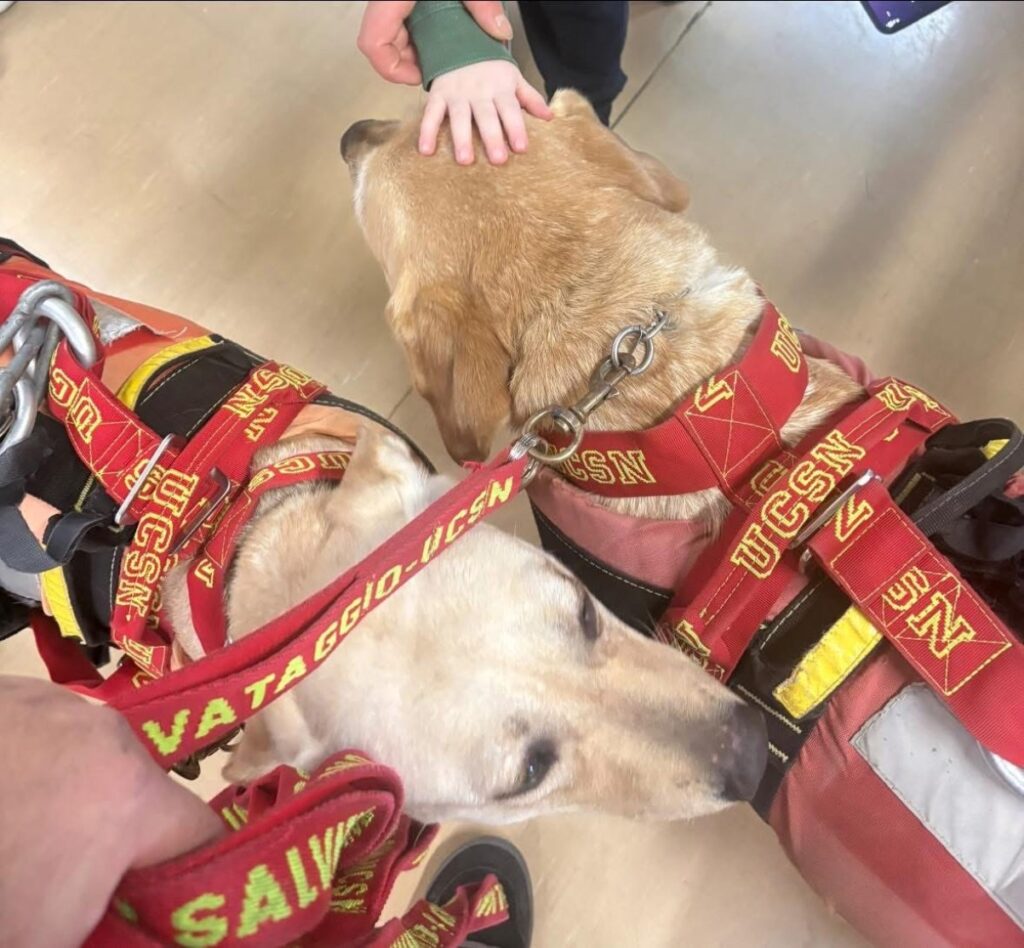 Pet Therapy