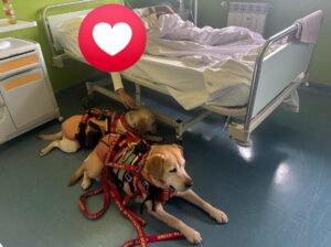 Pet Therapy