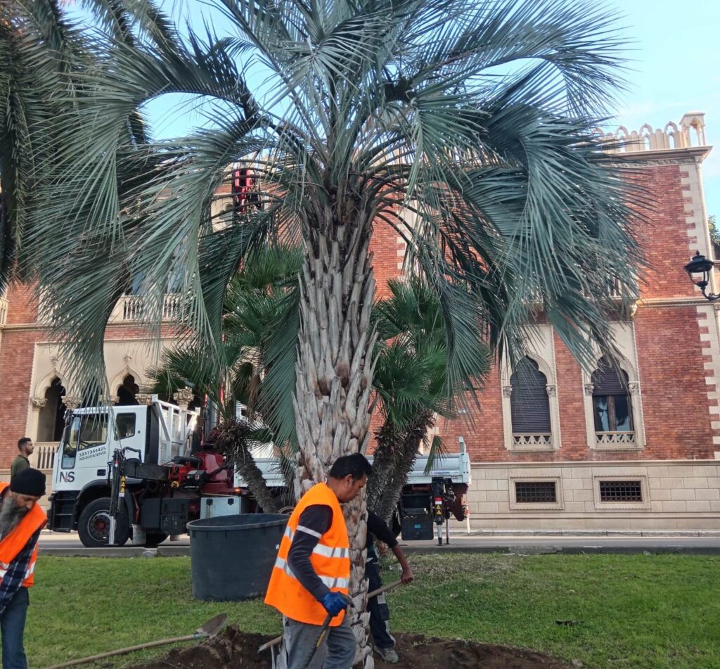 alberature di pregio lungomare - 1