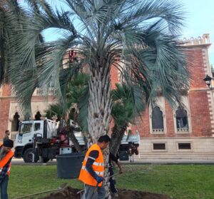 alberature di pregio lungomare - 1