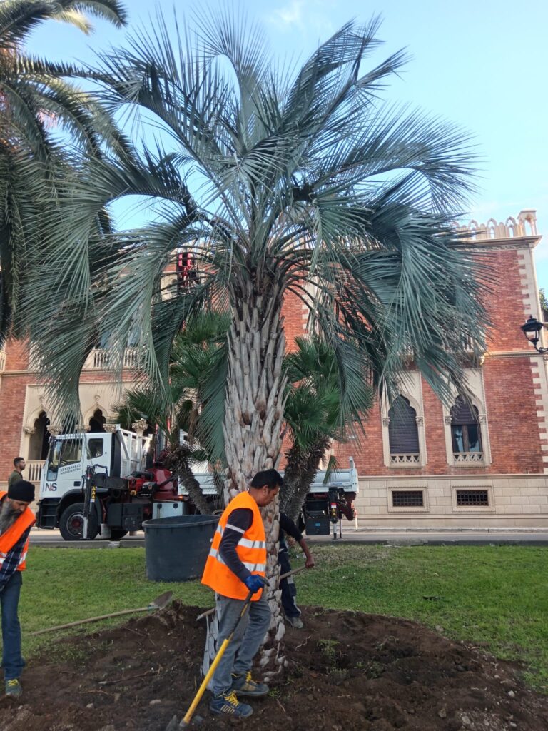 alberature di pregio lungomare