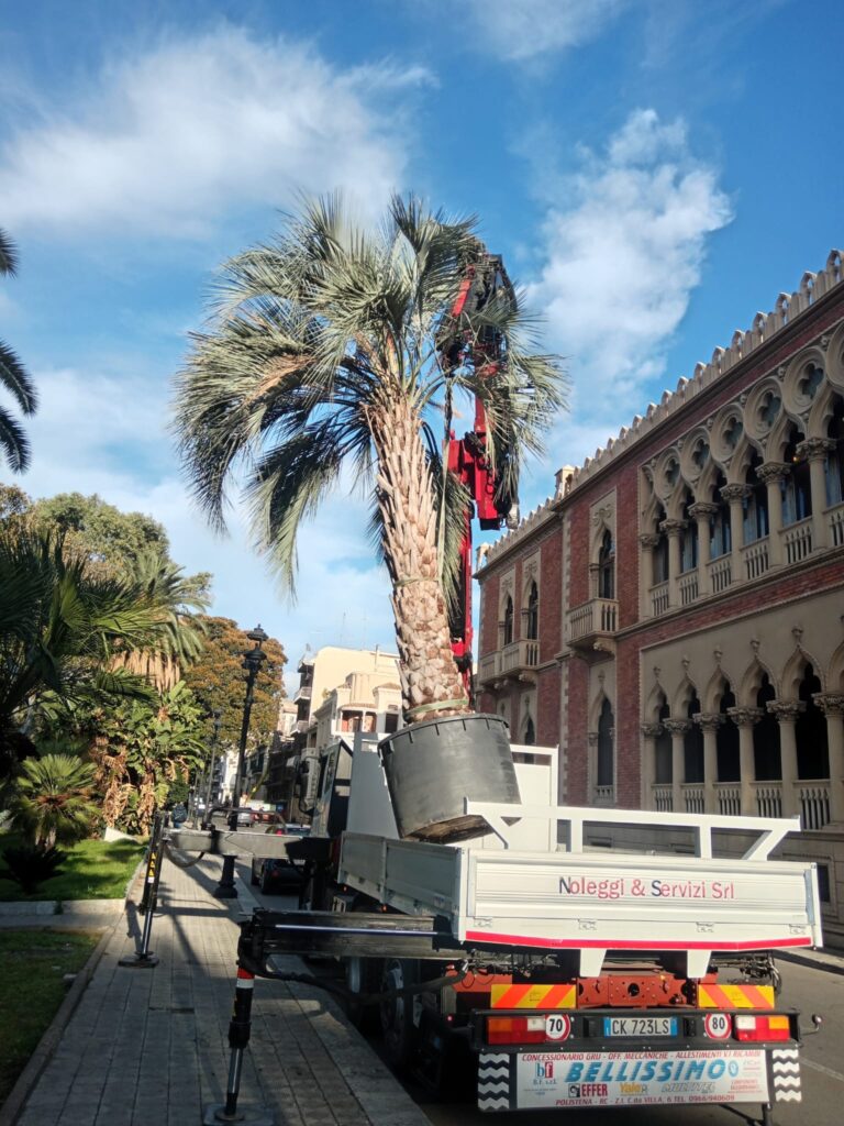 alberature di pregio lungomare
