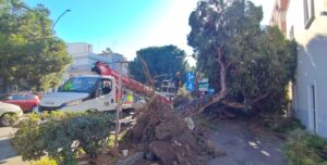 albero caduto viale calabria