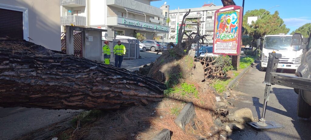 albero caduto viale calabria