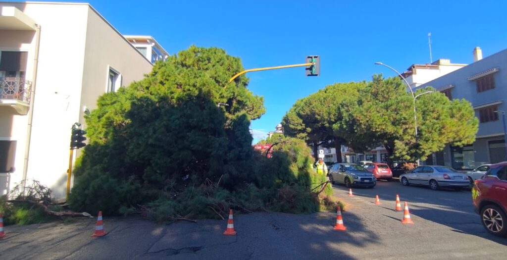 albero caduto viale calabria