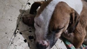 cane in fin di vita