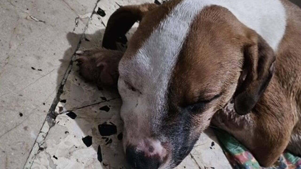 cane in fin di vita