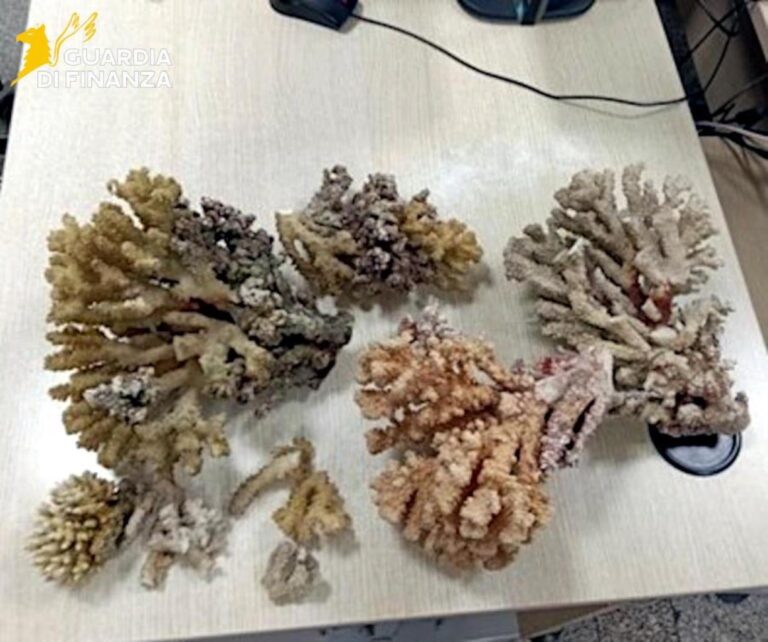 Catania: sequestrati 6 chili di coralli protetti all’aeroporto | FOTO