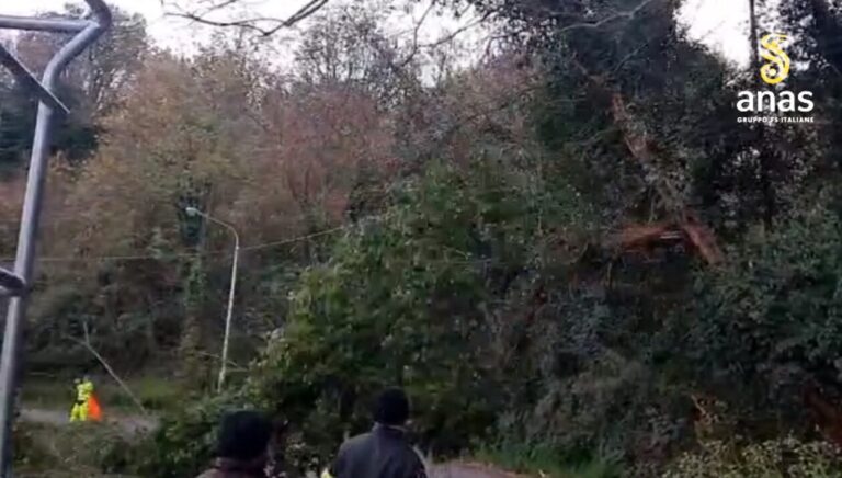 Chiaravalle (Catanzaro), Anas mette in sicurezza alcuni alberi pericolanti sulla SS182