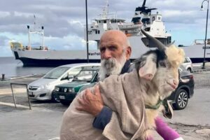 pescatore salva un capretto ferito