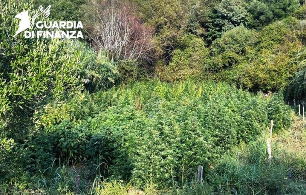 piantagione di cannabis