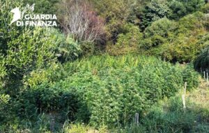 piantagione di cannabis