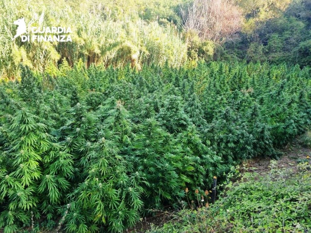 piantagione di cannabis