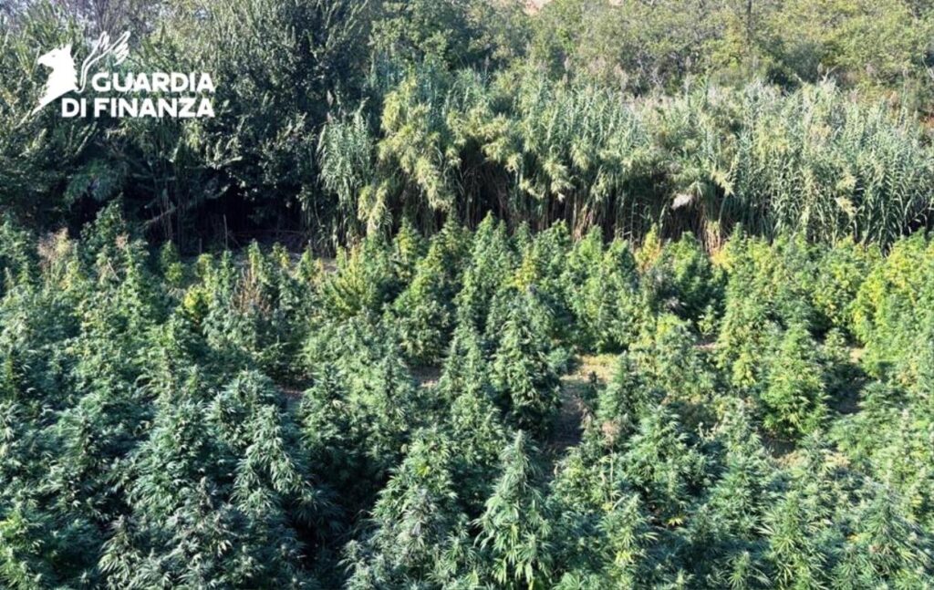 piantagione di cannabis