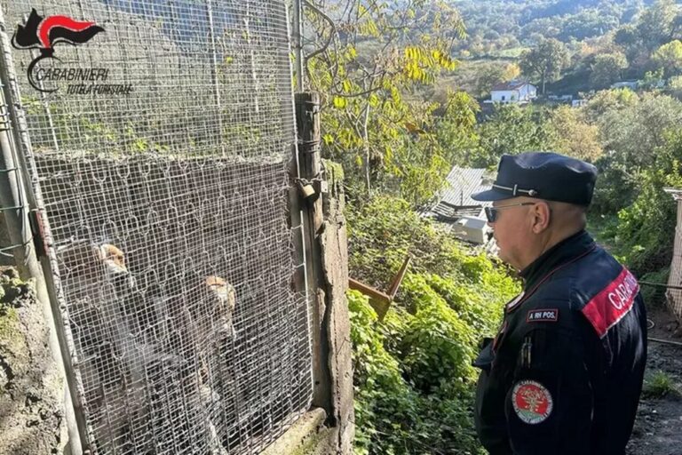 Calabria, sequestrato allevamento di cani su area demaniale e in strutture abusive
