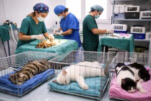 sterilizzazione gatti